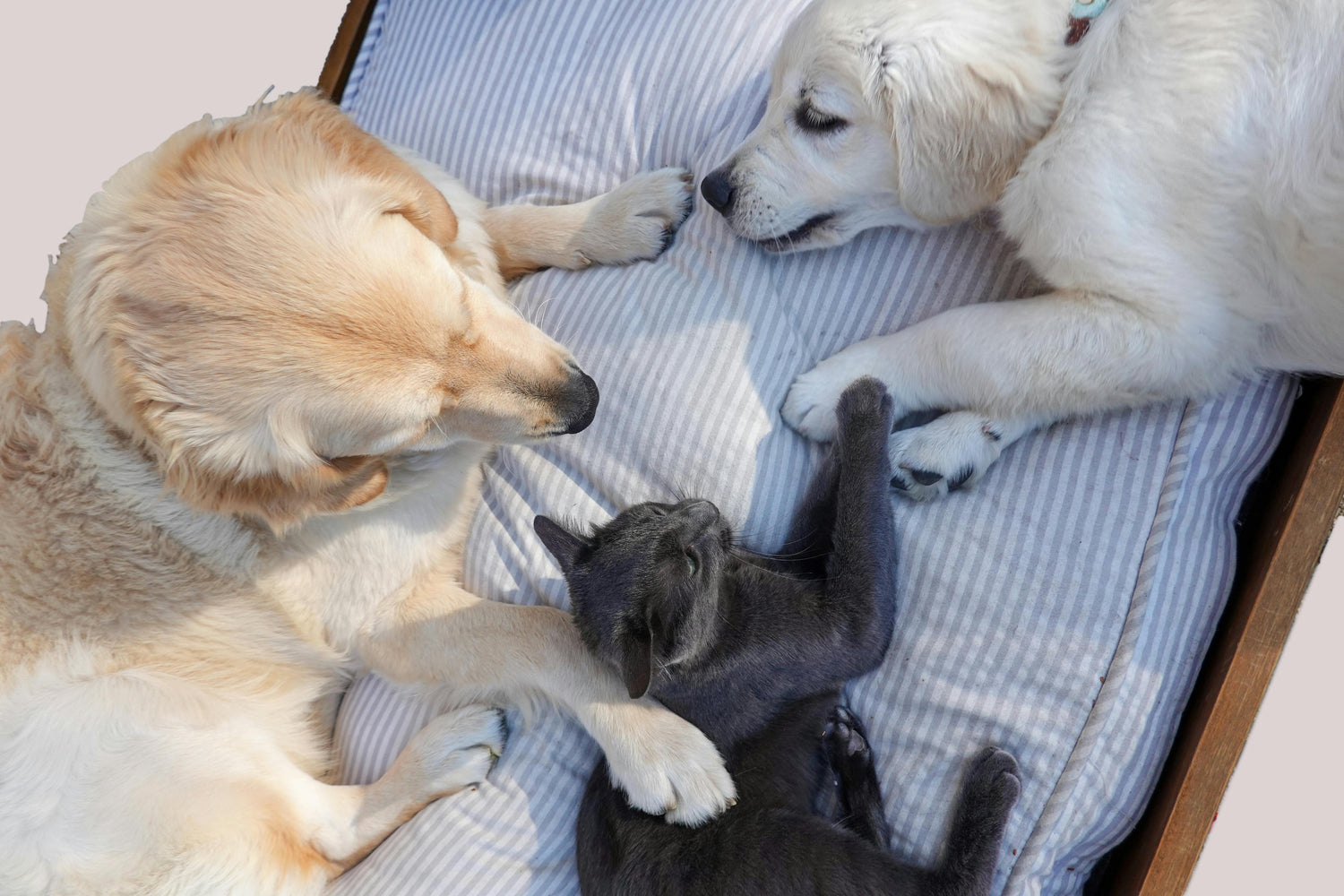 DOGS AND CATS