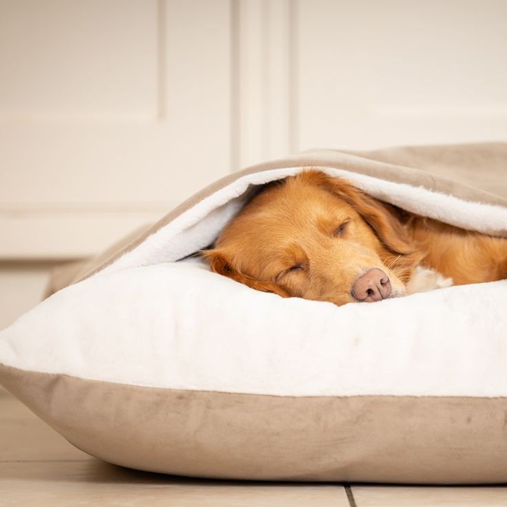 BEDS