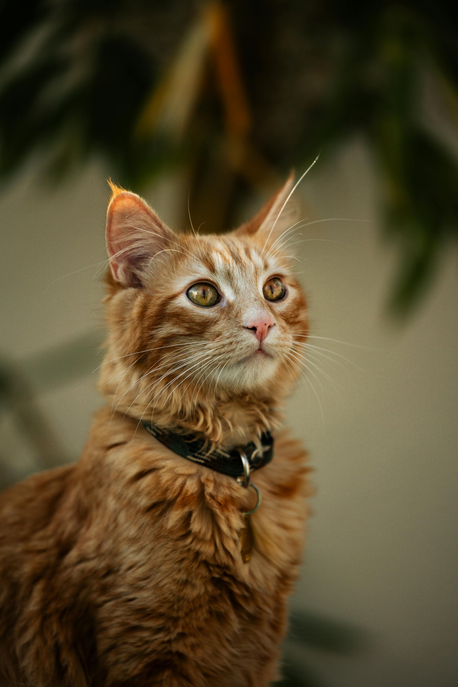 CATS