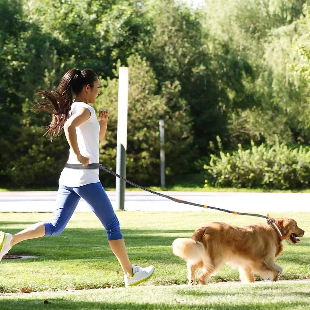 HARNESS COLLAR ADJUSTABLE LEASHES